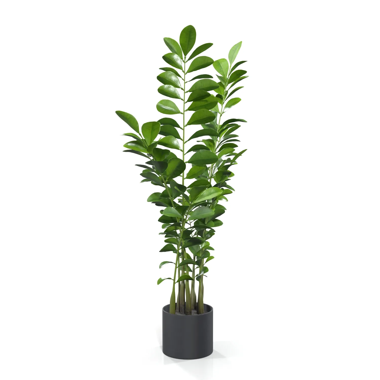 Zanzibar Gem Plant PBR 3D Model_04